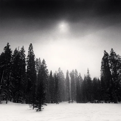 Snowy Forest Sunlight High Contrast Dramatic Mysterious Nature