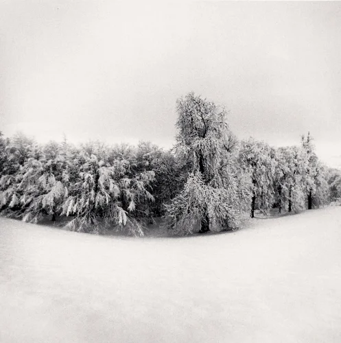 Snowy Forest Textured High Contrast Serene Nature