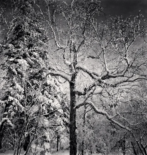 Snowy Forest Textured High Contrast Mysterious Nature