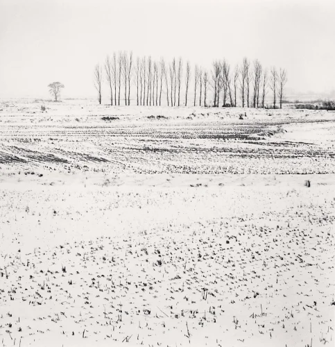Snowy Landscape Bare Trees Minimalist Textured High Contrast Mysterious