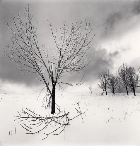 Snowy Landscape Bare Trees Dramatic High Contrast Moody Nature