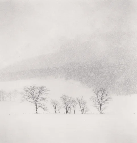 Snowy Landscape Trees Minimalist High Contrast Mysterious