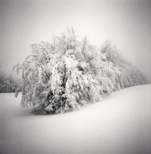 Snowy Nature Dramatic Textured High Contrast Mysterious