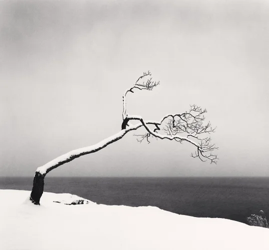 Snowy Tree Branches Minimalist High Contrast Nature