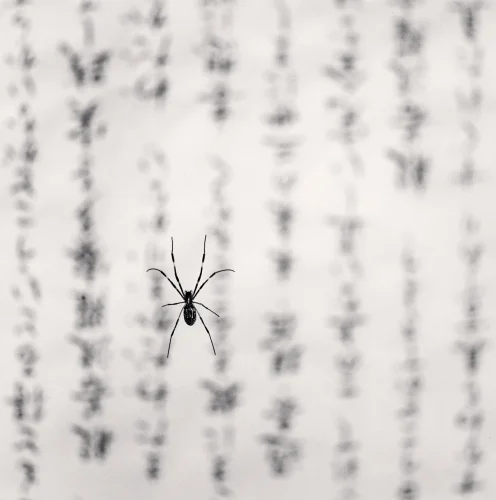 Spider Nature High Contrast Minimalist