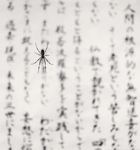Spider Textured High Contrast Mysterious Nature
