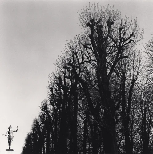 Statue Trees Dramatic High Contrast Mysterious Nature