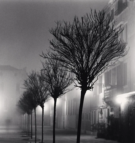 Street Foggy Dramatic Silhouetted Trees Atmospheric
