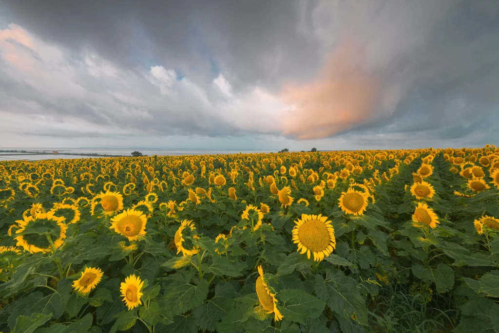 Sunflower Field Yellow Blooms Green Leaves Cloudy Sky