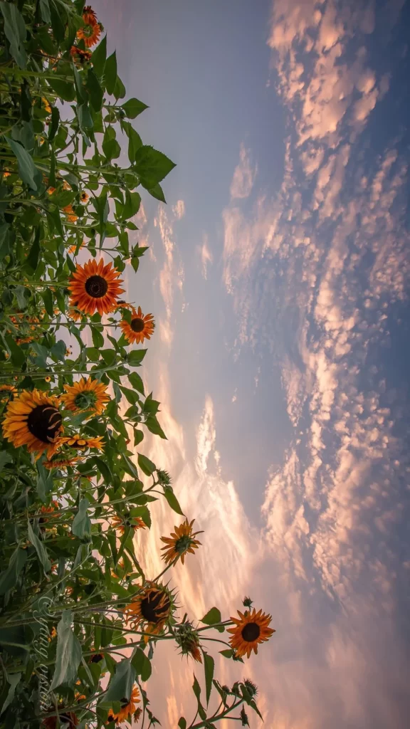 Sunflower Orange Yellow Green Leaves Blue Sky