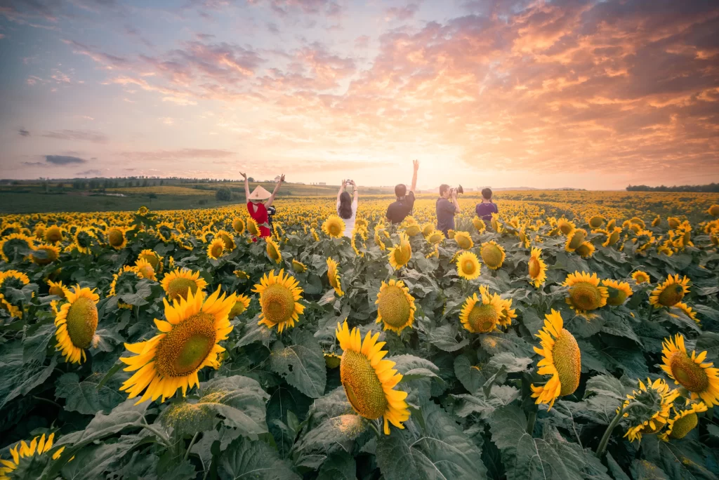 Sunflower Yellow Blooms Field Green Leaves