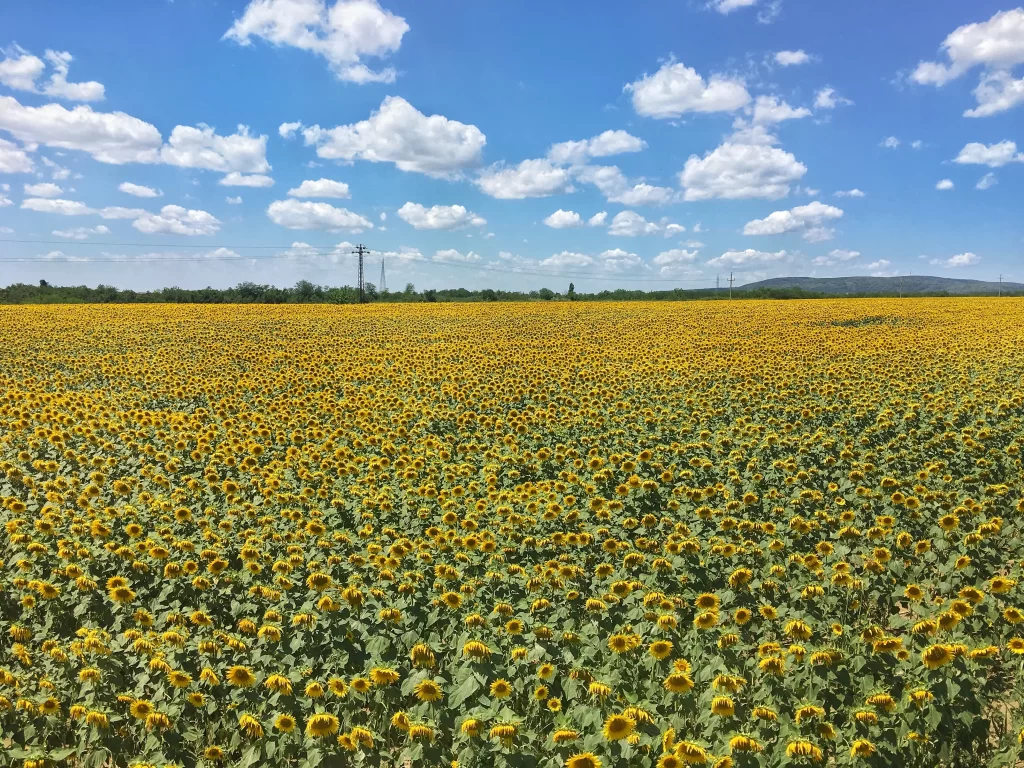 Sunflower Yellow Blooms Field Green Leaves Blue Sky
