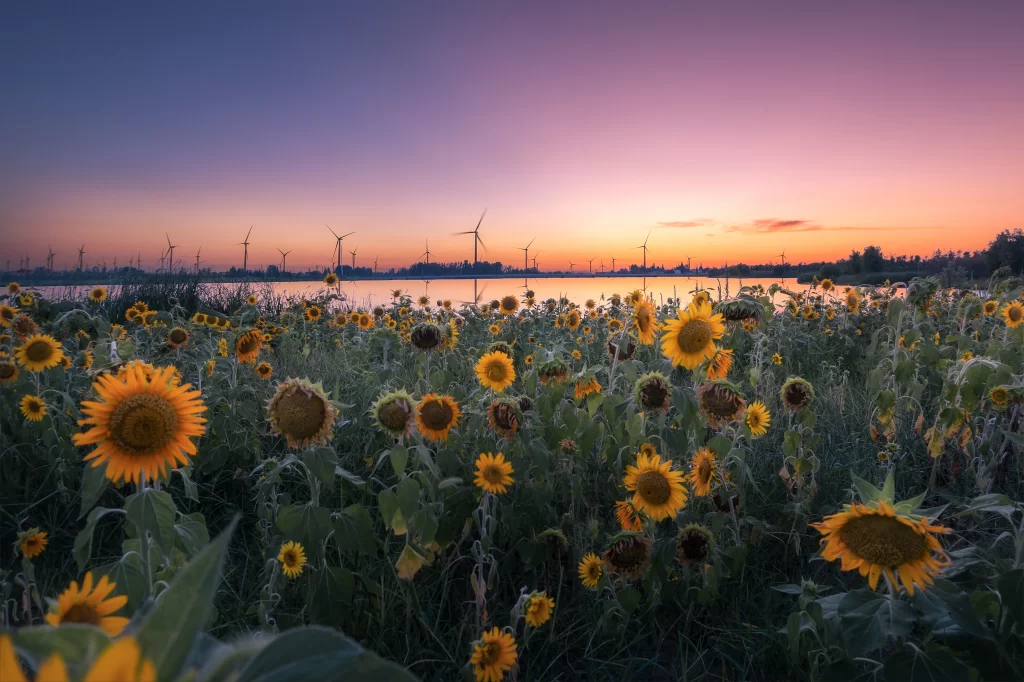Sunflower Yellow Blooms Field Sunset