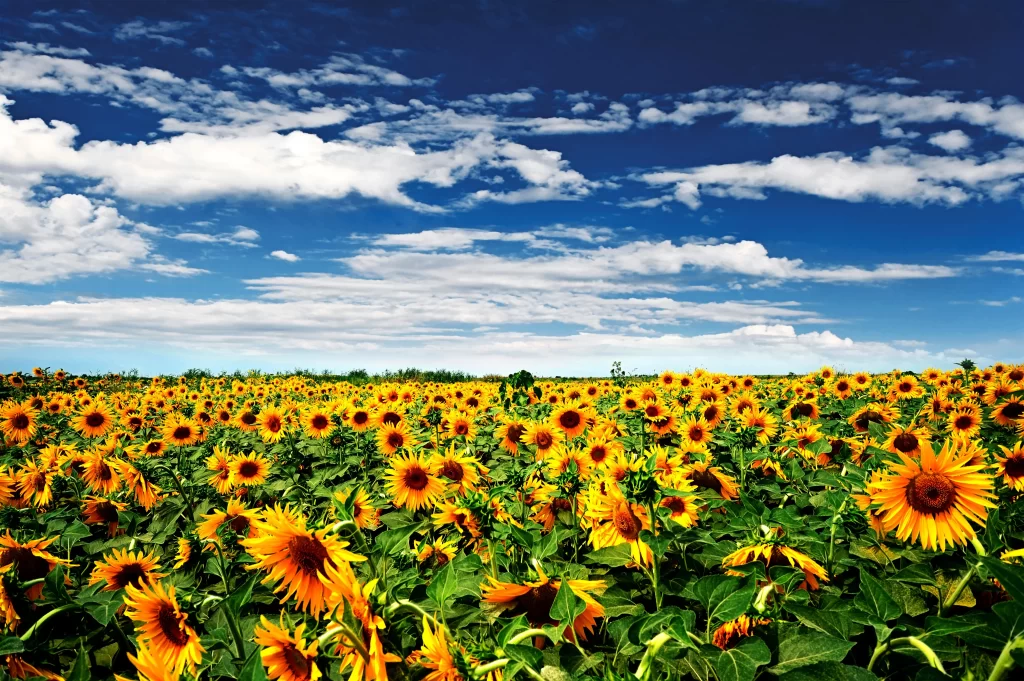 Sunflower Yellow Blooms Green Leaves Blue Sky White Clouds