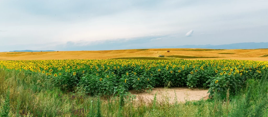 Sunflower Yellow Blooms Green Leaves Field