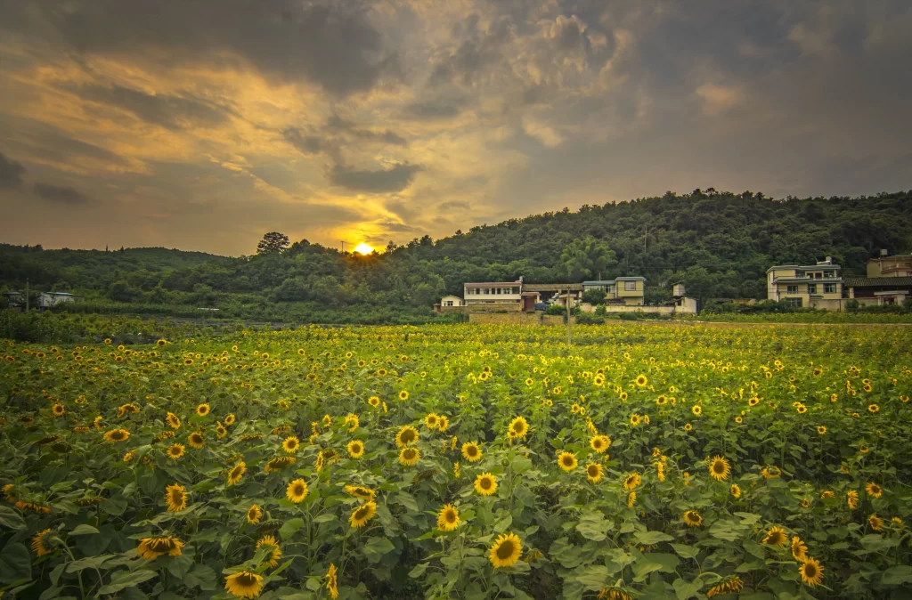 Sunflower Yellow Blooms Green Leaves Sunset