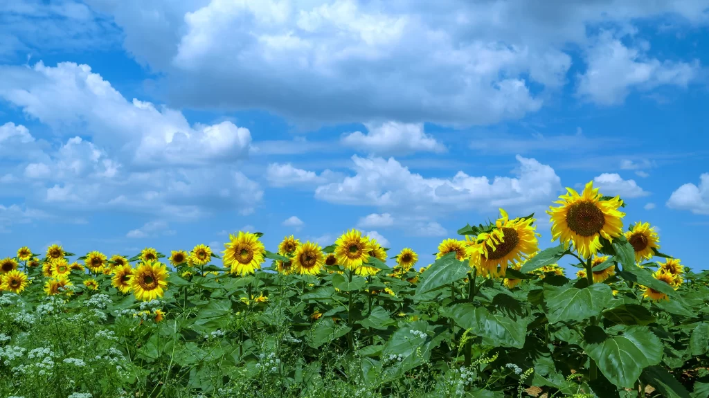 Sunflower Yellow Green Leaves Blue Sky Clouds