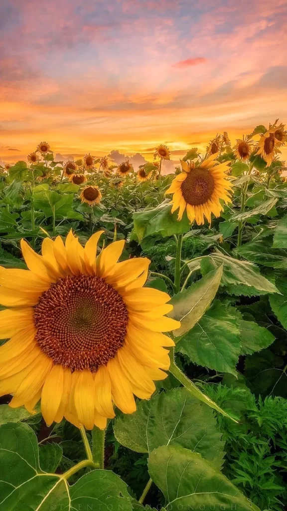 Sunflower Yellow Petals Green Leaves Sunset Sky