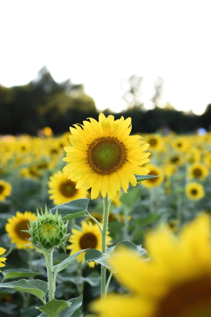 Sunflower Yellow Petals Green Leaves Bright Blooming