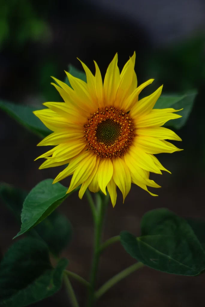 Sunflower Yellow Petals Green Leaves