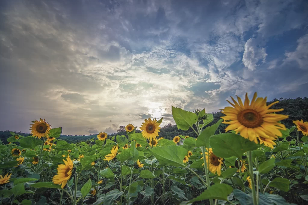 Sunflower Yellow Petals Green Leaves Blue Sky Clouds