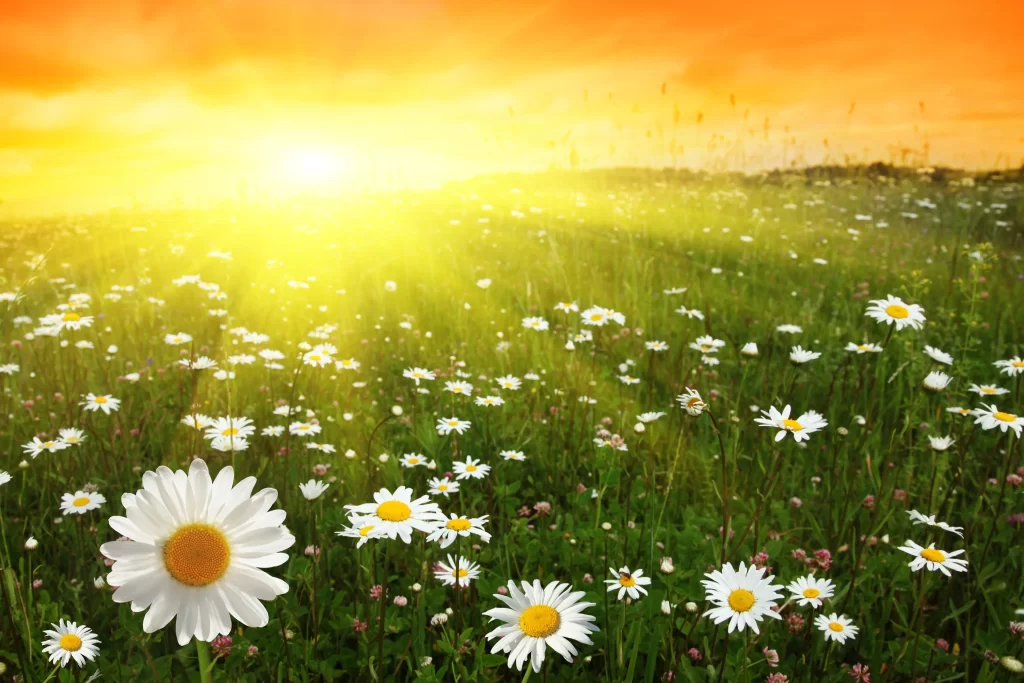 Sunlit Daisies White Yellow Petals Field