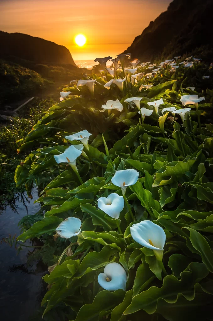 Sunset Calla Lily White Petals Green Leaves