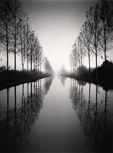 Symmetrical Trees Reflection Foggy Dramatic Atmospheric Nature