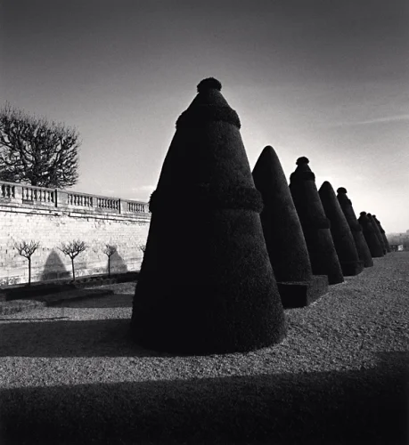Topiary Trees Minimalist High Contrast Mysterious Garden