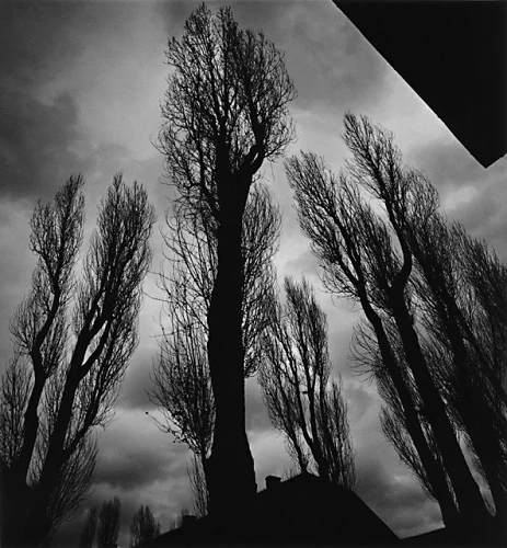 Trees Dramatic High Contrast Atmospheric Nature