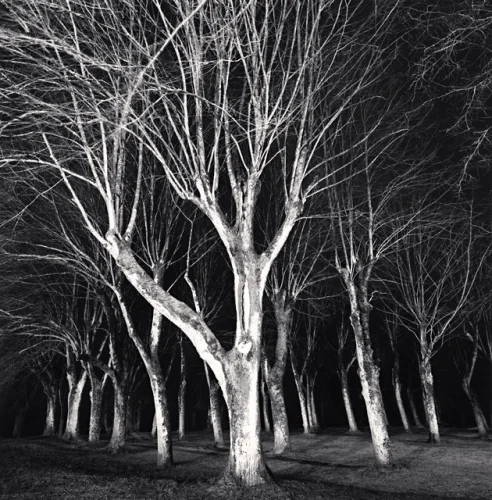 Trees High Contrast Dramatic Mysterious Nature