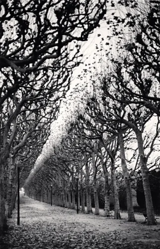 Trees Pathway Winter Black and White High Contrast Dramatic Nature