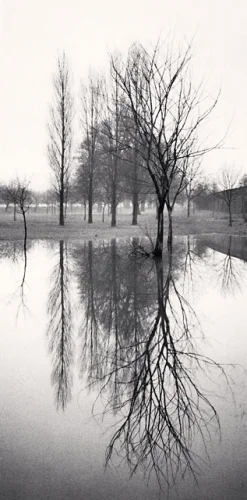 Trees Reflections Water Black and White Minimalist Serene Nature