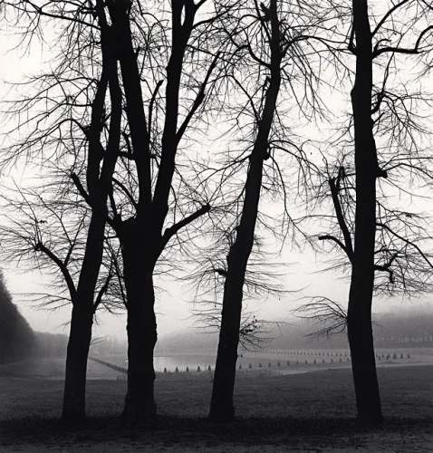 Trees Silhouetted Foggy Dramatic Atmospheric Nature