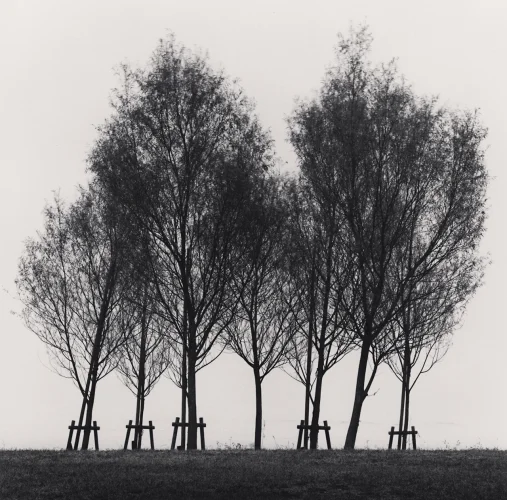 Trees Silhouetted Minimalist High Contrast Moody Nature