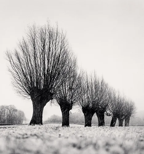 Trees Winter Snowy Minimalist High Contrast Mysterious Nature