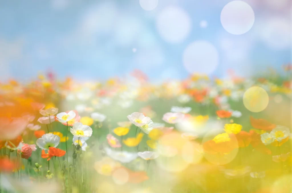 Vibrant Blooms Colorful Petals Field Sunlight