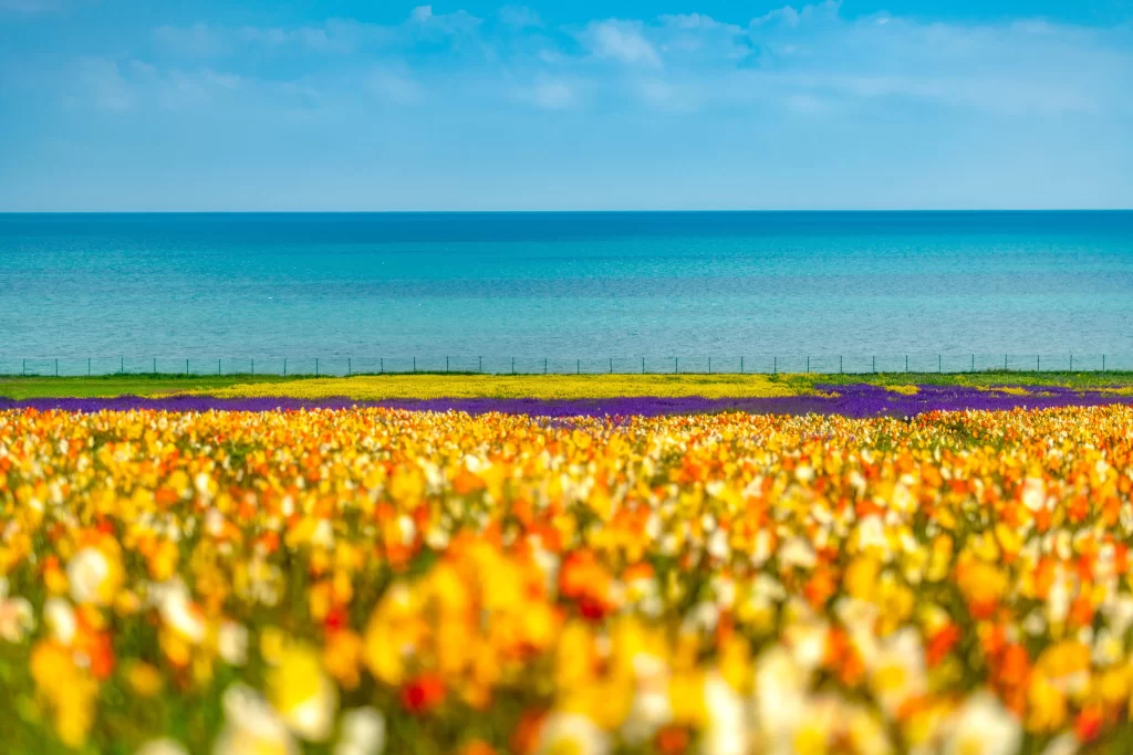 Vibrant Blooms Yellow Orange Purple Coastal