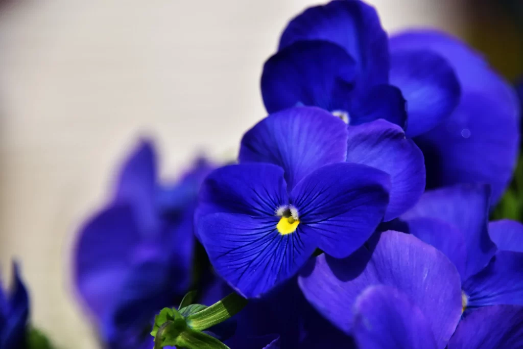 Vibrant Blue Pansy Petals Yellow Center