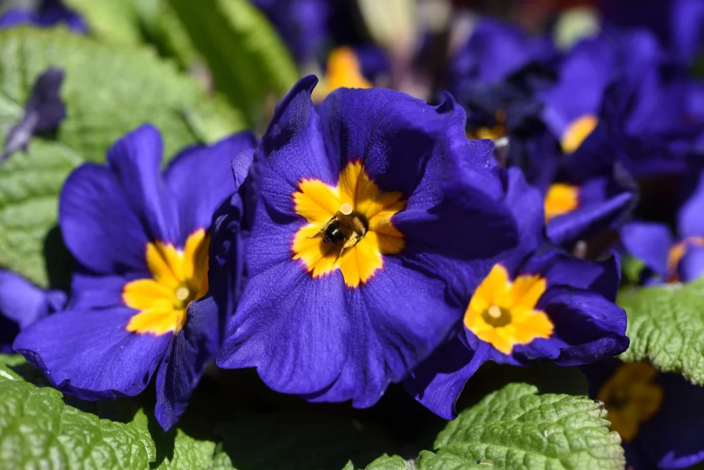 Vibrant Blue Yellow Center Petals Green Leaves