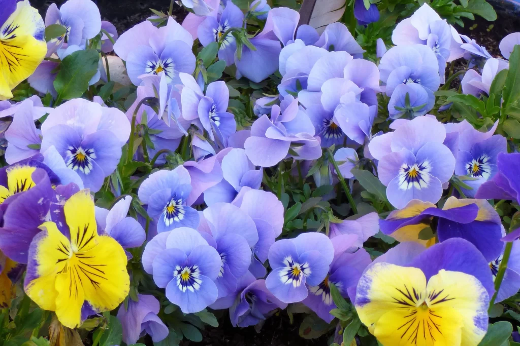 Vibrant Blue Yellow Purple Pansy Petals Garden