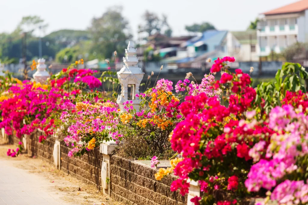 Vibrant Bougainvillea Blooms Pink Orange Yellow