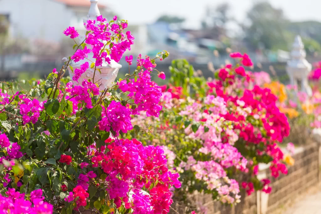 Vibrant Bougainvillea Blooms Pink Red Orange Green