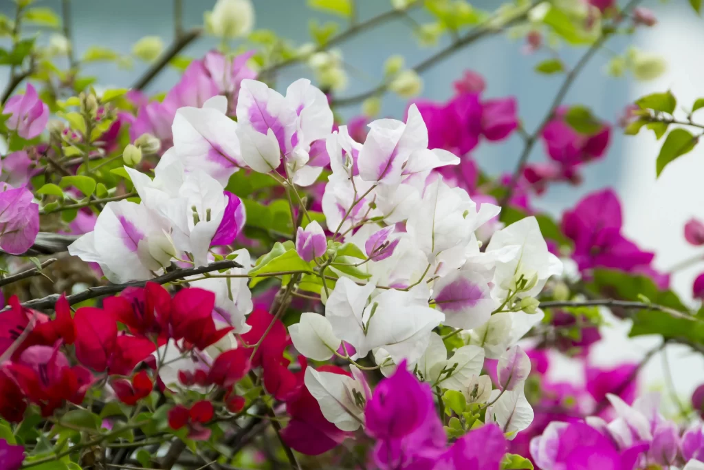 Vibrant Bougainvillea Petals Pink White Red