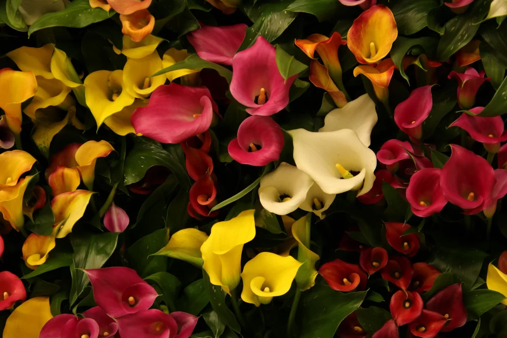 Vibrant Calla Lily Multicolored Petals Dense Arrangement