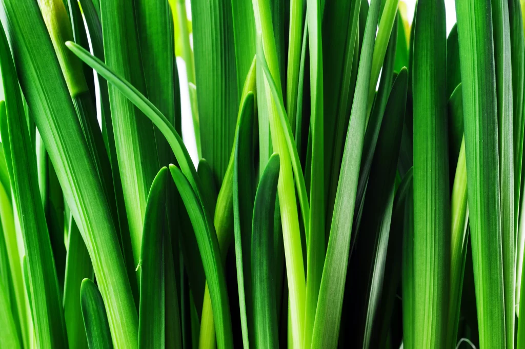 Vibrant Green Leaves Freshness Nature