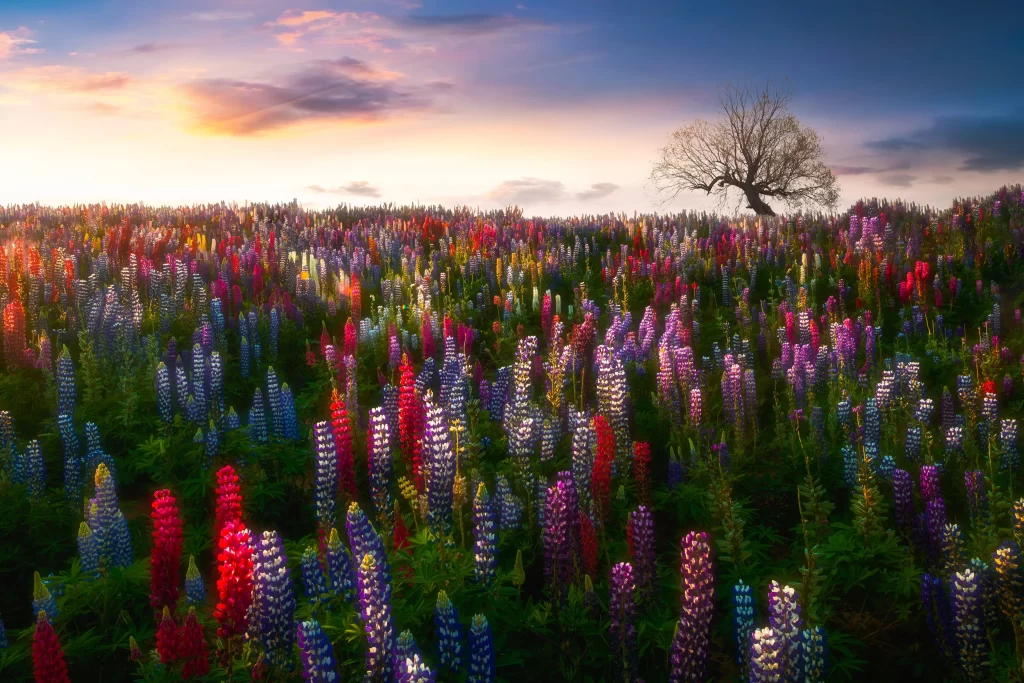 Vibrant Lupine Field Sunset Blooms