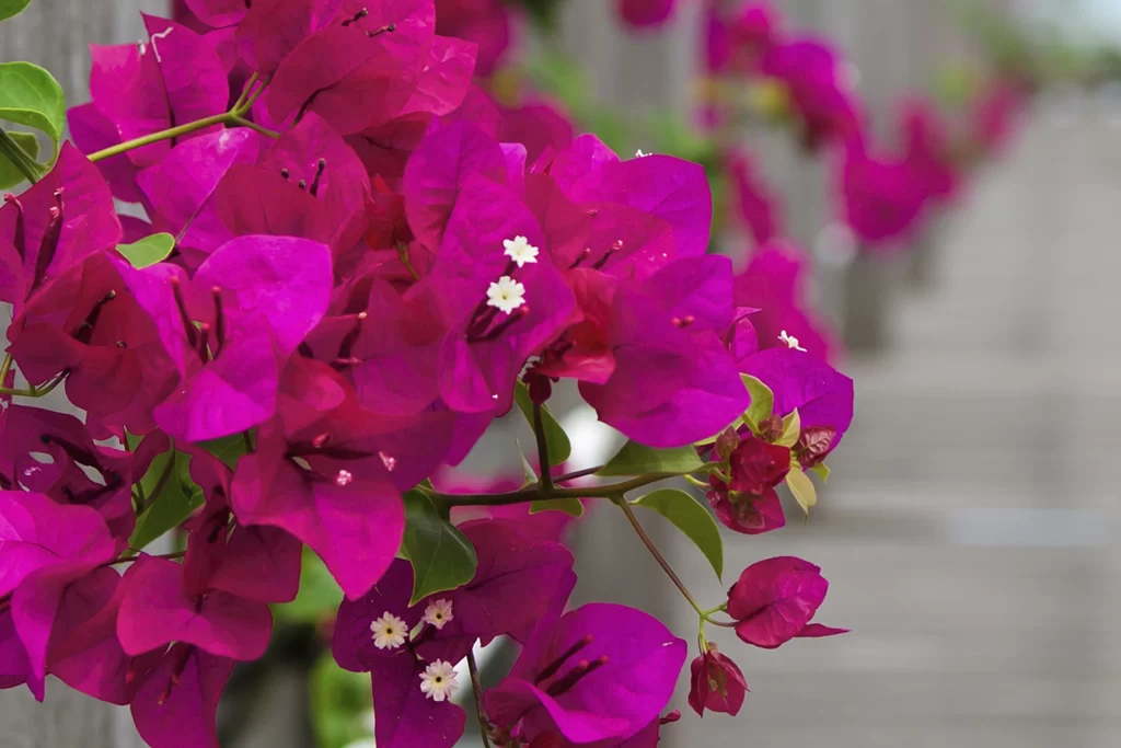 Vibrant Magenta Bougainvillea Petals Green warm Leaves