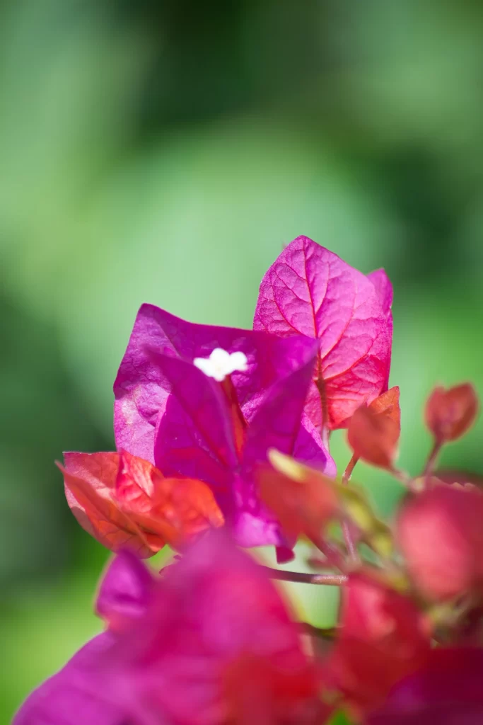 Vibrant Magenta Bougainvillea Petals Greenery