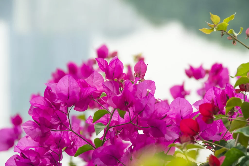 Vibrant Magenta Bougainvillea Petals Green warm Leaves